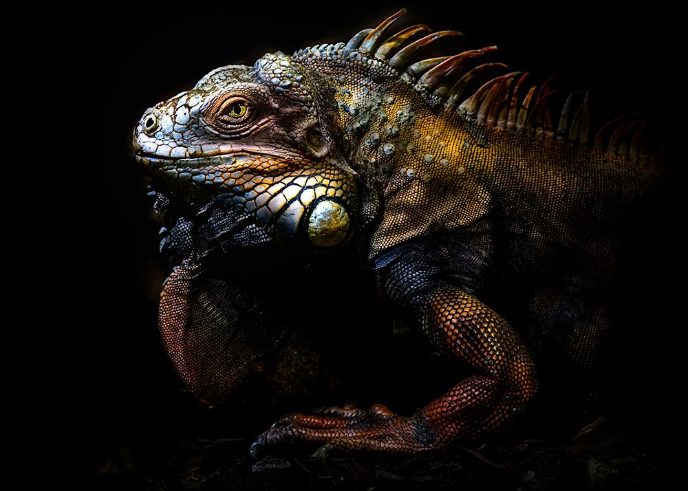 The Lost Evolution art print by Santiago Pascual Buye for $57.95 CAD