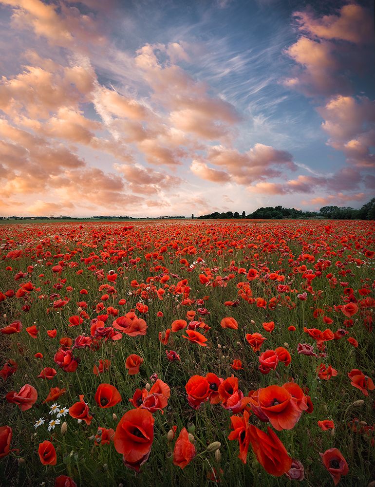 Poppy Field In Sweden art print by Christian Lindsten for $57.95 CAD
