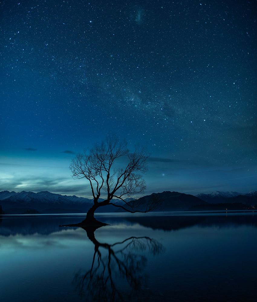 Wanaka Tree art print by Yu Cheng for $57.95 CAD