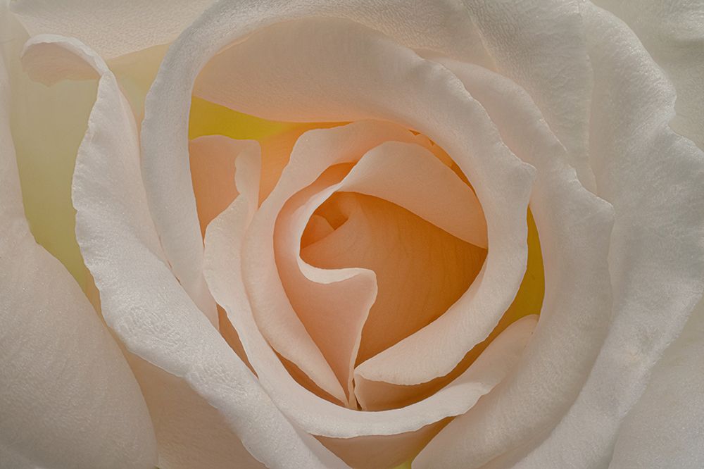 Blush art print by Richard Urbanski for $57.95 CAD