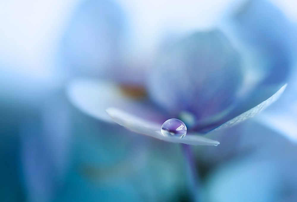 Reflection art print by Ellen Van Deelen for $57.95 CAD
