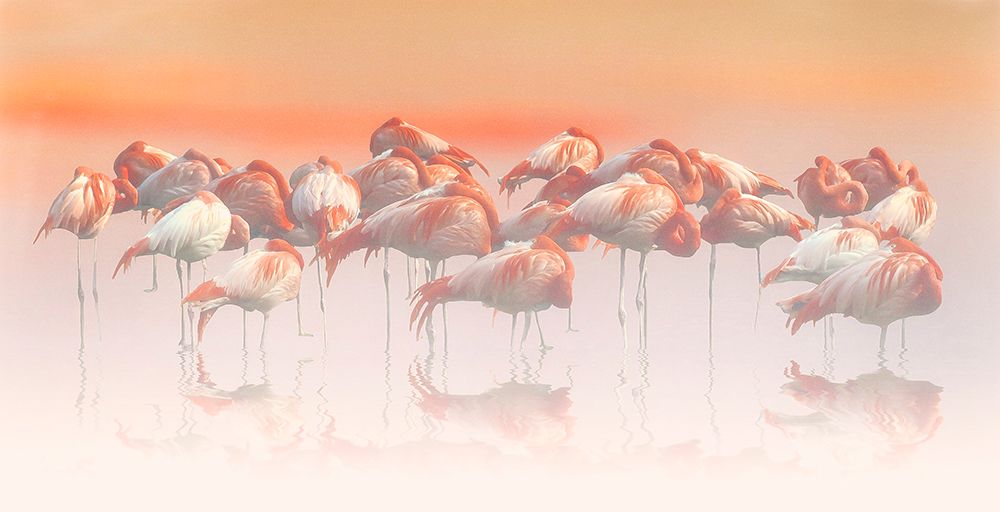 la sieste art print by Anna Cseresnjes for $57.95 CAD