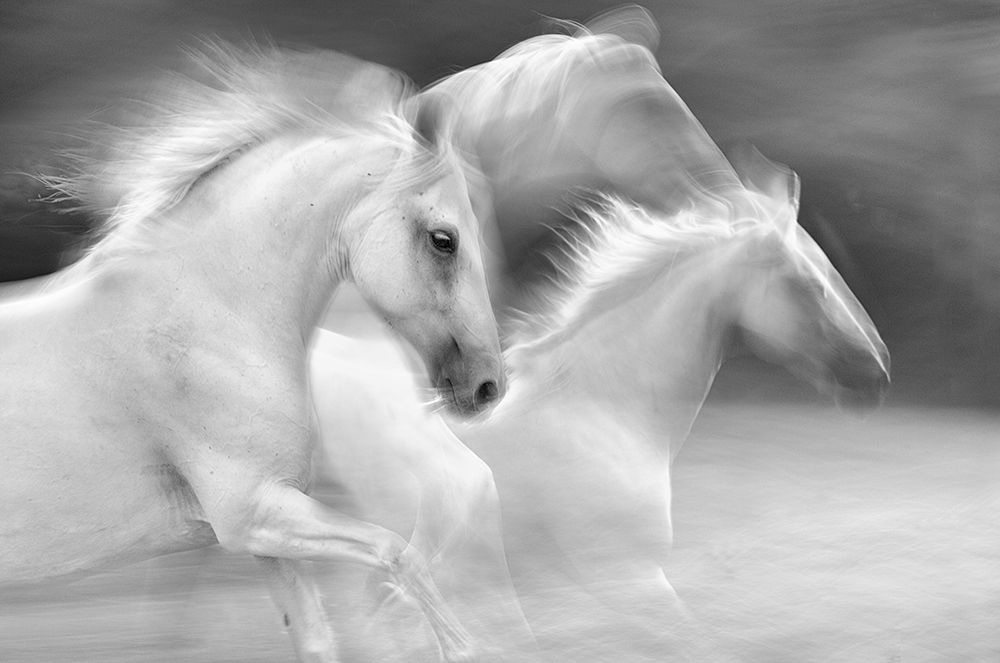 elegance in white art print by Milan Malovrh for $57.95 CAD