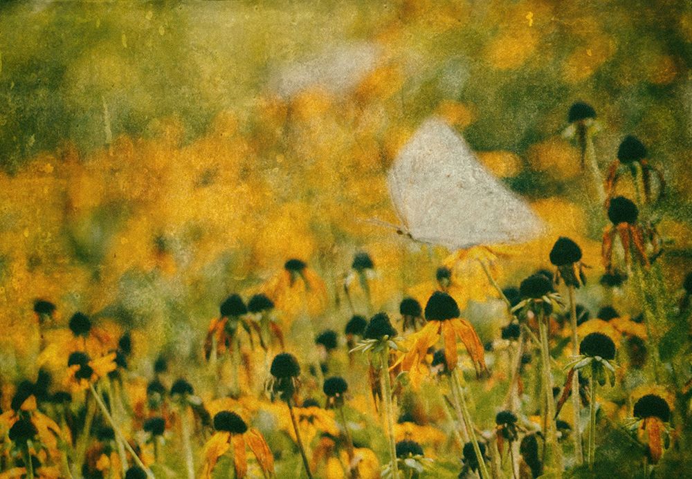 End Of Summer art print by Delphine Devos for $57.95 CAD