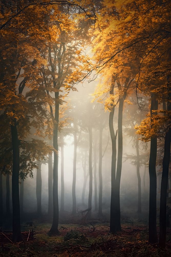 Fall art print by Patrick Aurednik for $57.95 CAD