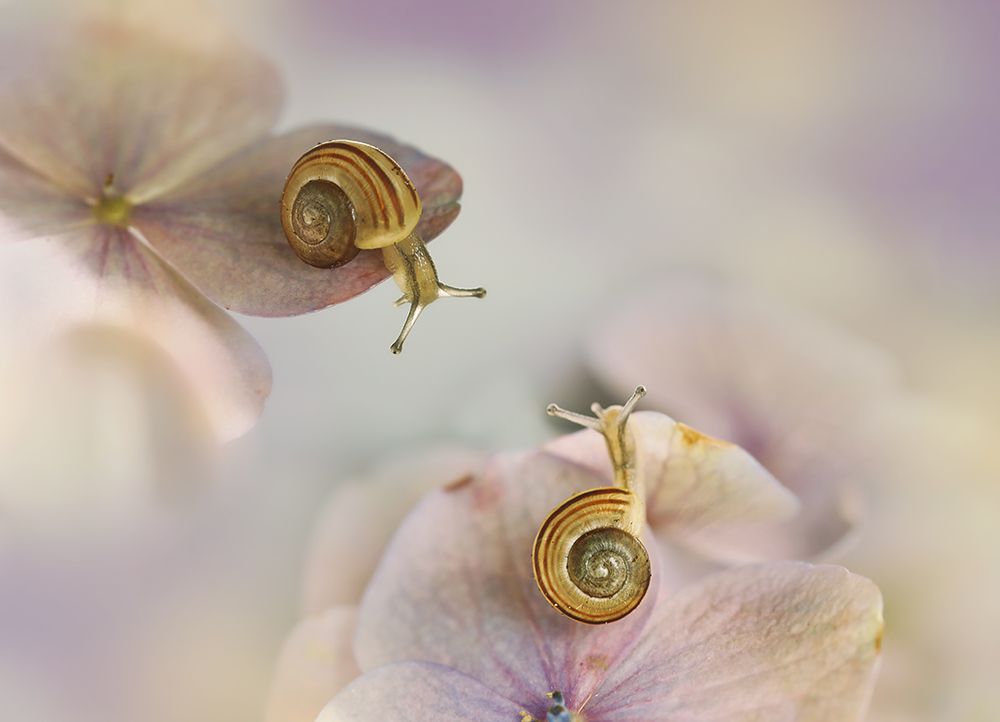 Little Snails.... art print by Ellen Van Deelen for $57.95 CAD
