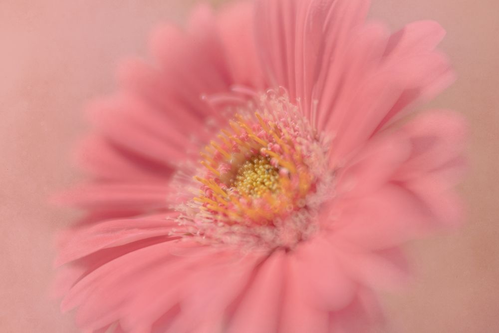 Pretty in Pink ... art print by Jackie Matthews for $57.95 CAD