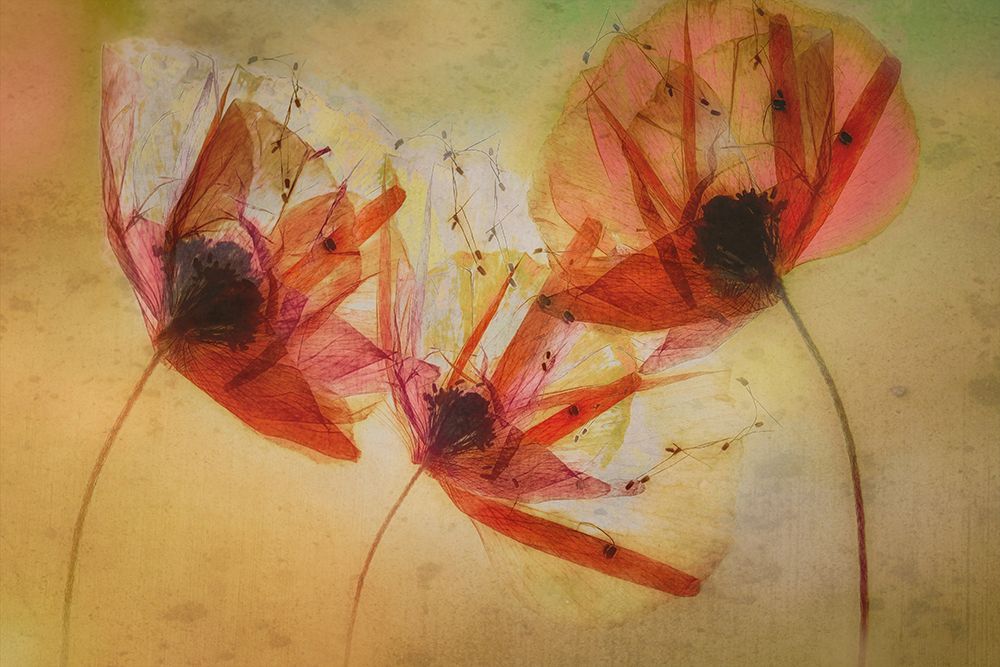 Poppy Seeds art print by Nel Talen for $57.95 CAD