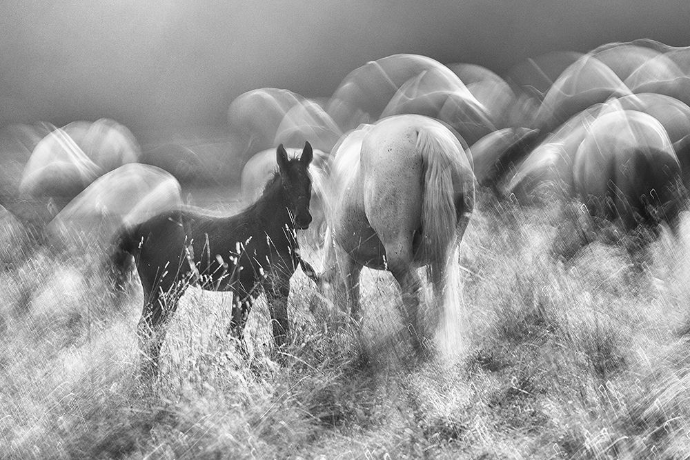 Balck with white art print by Milan Malovrh for $57.95 CAD