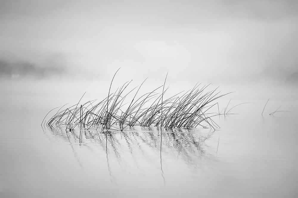 Reed in morning light art print by Benny Pettersson for $57.95 CAD