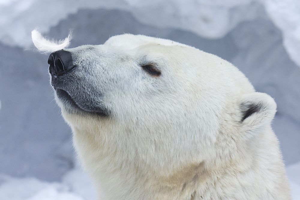 Polar Bear Portrait art print by Anton Belovodchenko for $57.95 CAD