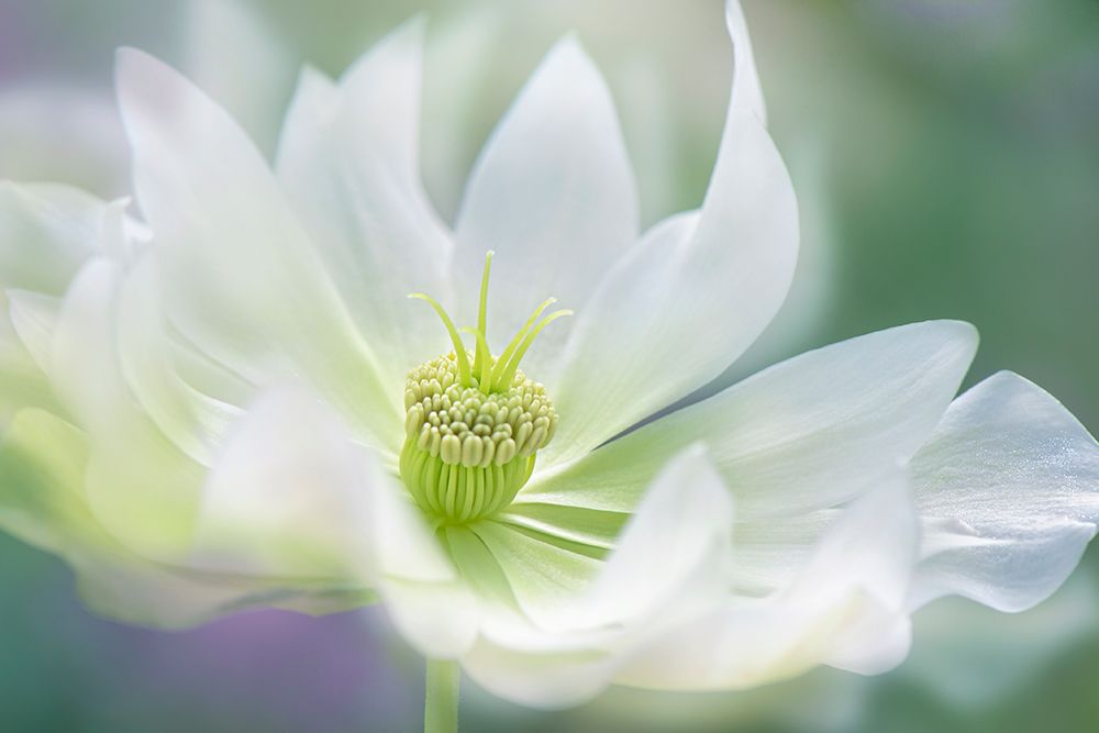 Serene art print by Jacky Parker for $57.95 CAD