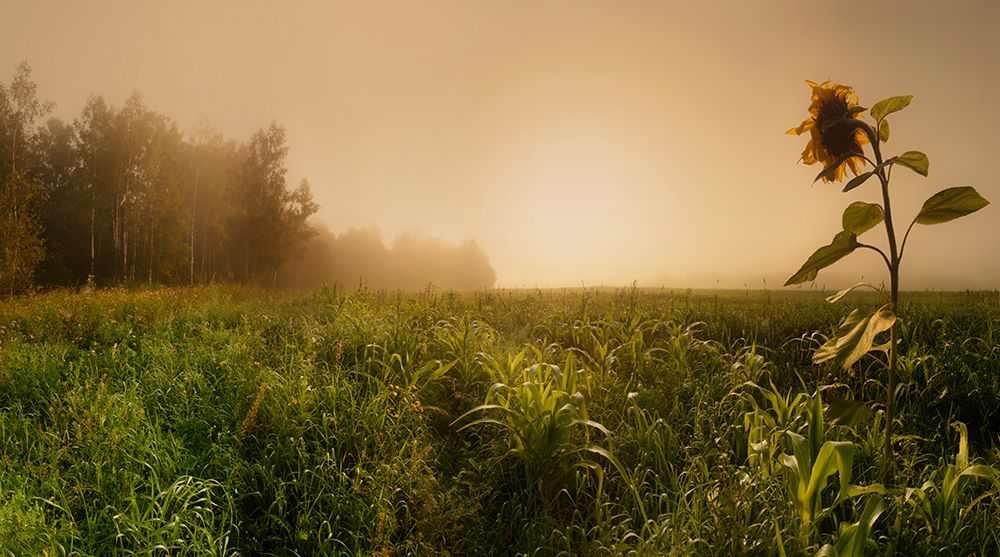Misty Morning art print by Julia Shepeleva for $57.95 CAD