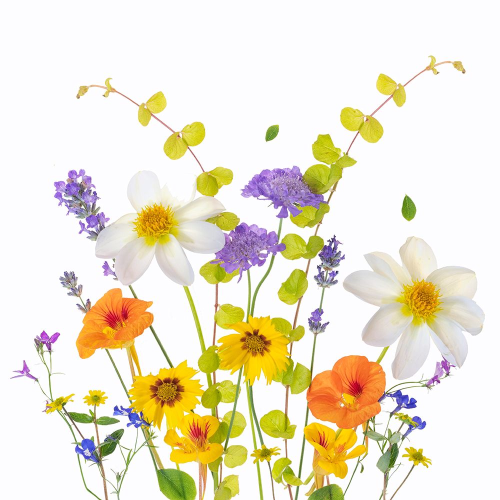 Summer Posey art print by Sharon Williams for $57.95 CAD