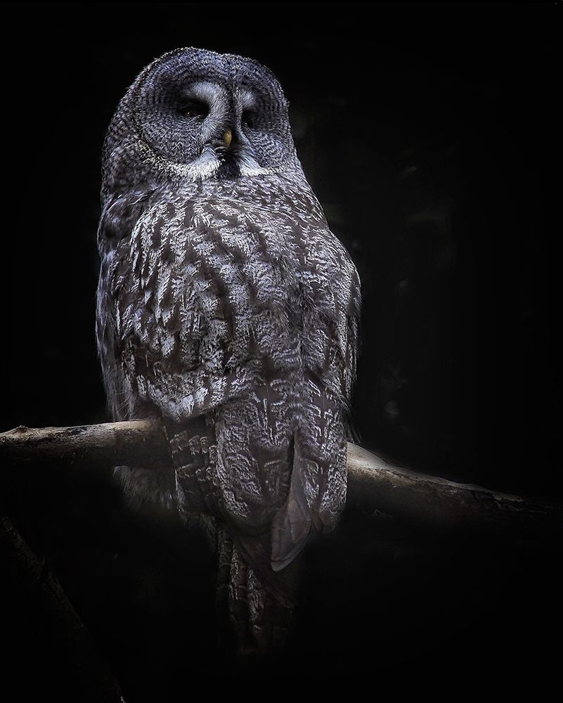 Owl art print by Anna Cseresnjes for $57.95 CAD