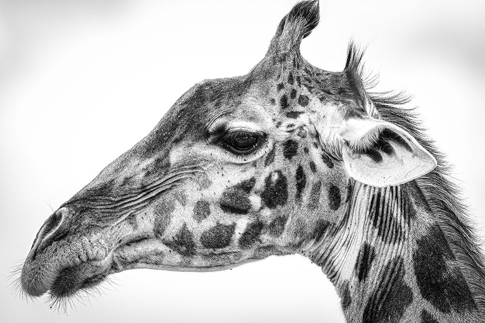 Maasai giraffe art print by Jeffrey C. Sink for $57.95 CAD
