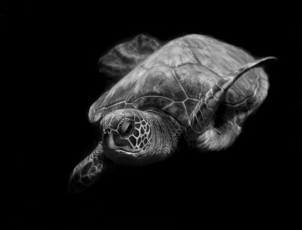Portrait Of A Sea Turtle In Black And White art print by Robin Wechsler for $57.95 CAD