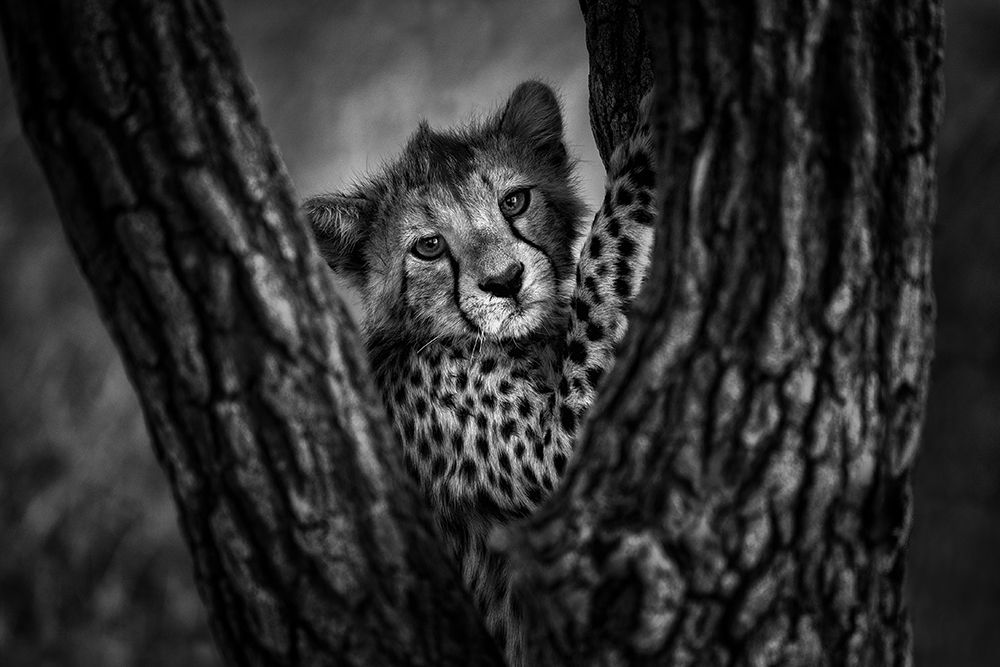 Centered art print by Mohammed Alnaser for $57.95 CAD