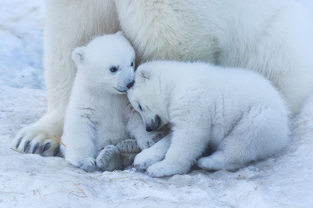 Polar Bear Cub art print by Anton Belovodchenko for $57.95 CAD