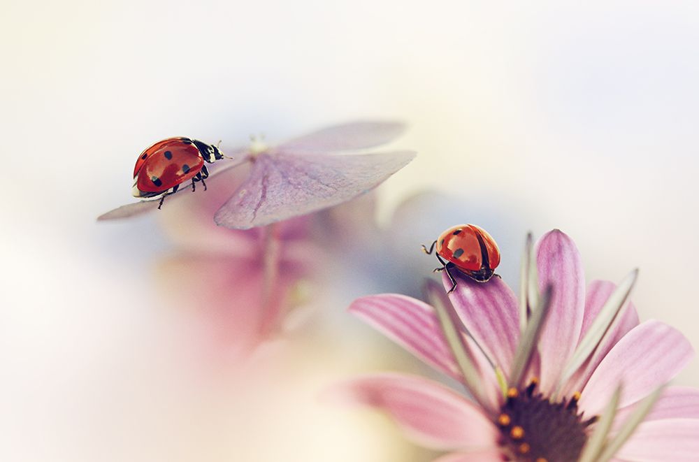 Last Days Of Summer art print by Ellen Van Deelen for $57.95 CAD