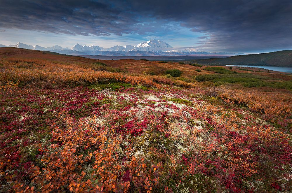 Denali in Fall color at sunrise, captuerd near Wonder Lake Camping Ground art print by Hao Howard Liu for $57.95 CAD