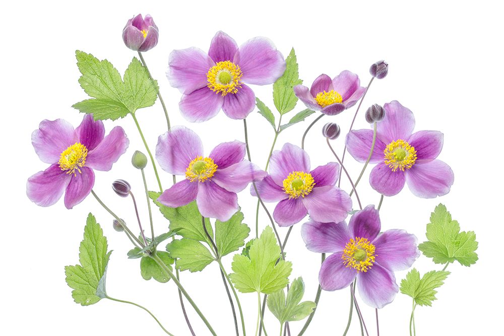 Anemone Hadspen Abundance art print by Mandy Disher for $57.95 CAD