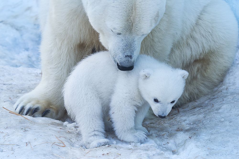 Polar Bear Portrait art print by Anton Belovodchenko for $57.95 CAD