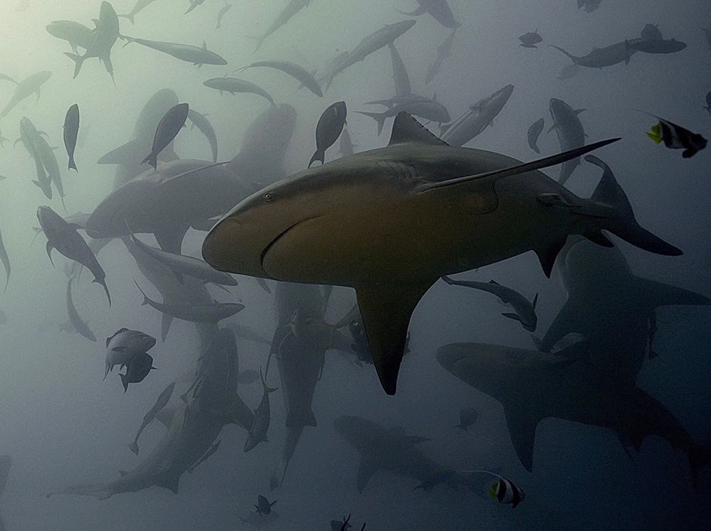 Bullshark Dance art print by Serge Melesan for $57.95 CAD