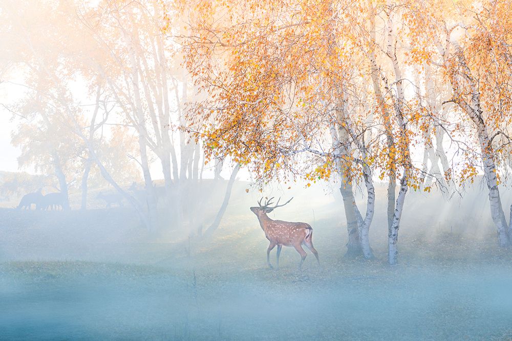 Elk Lost In Mist art print by Simoon for $57.95 CAD