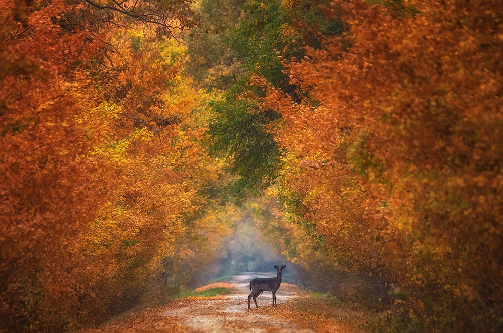 Autumn Fantasy art print by Mandru Cantemir for $57.95 CAD