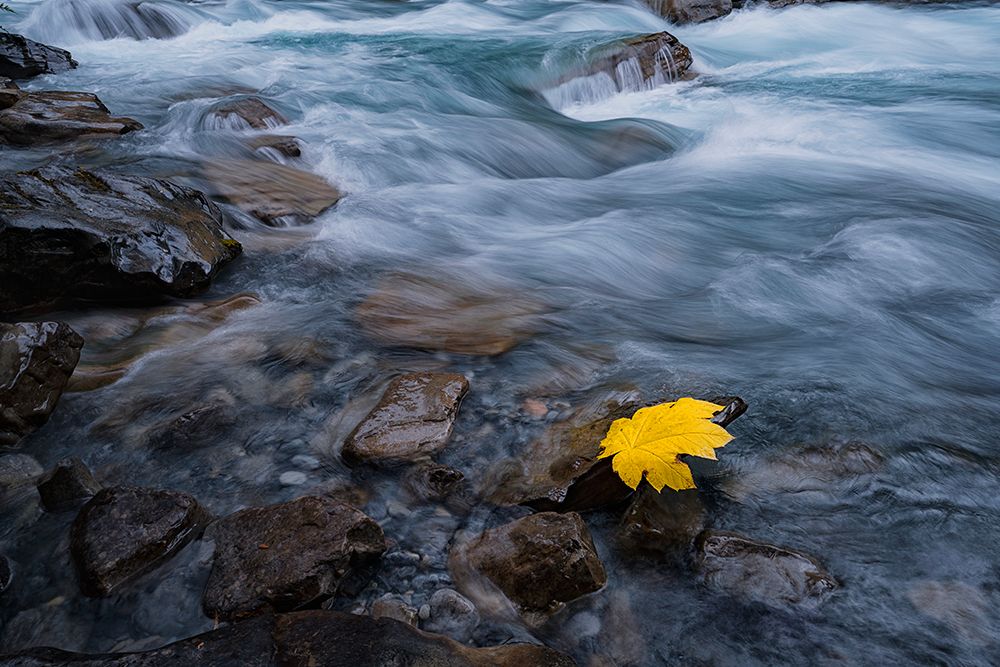 Fall is here art print by Lydia Jacobs for $57.95 CAD