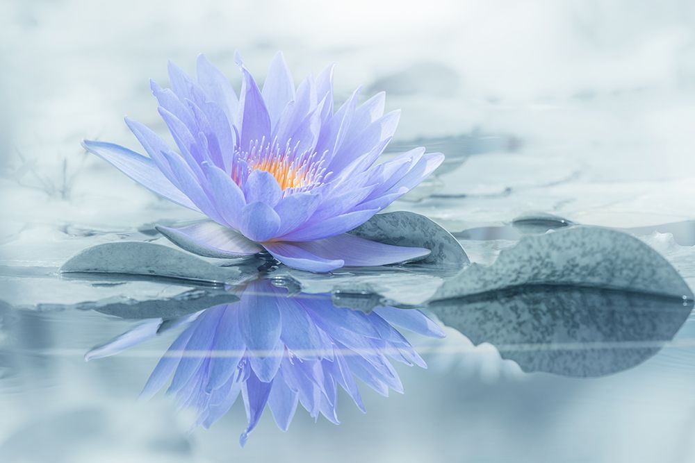 Reflection art print by Takashi Suzuki for $57.95 CAD