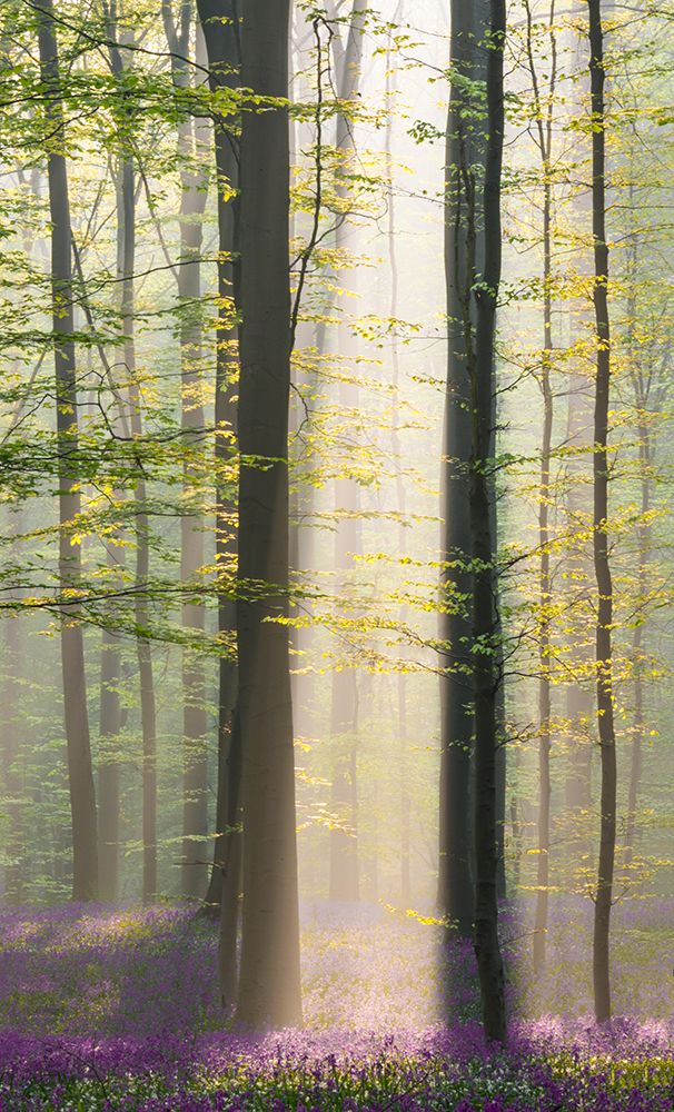 Misty Sunrise In Hallerbos art print by Denisa VLAICU for $57.95 CAD
