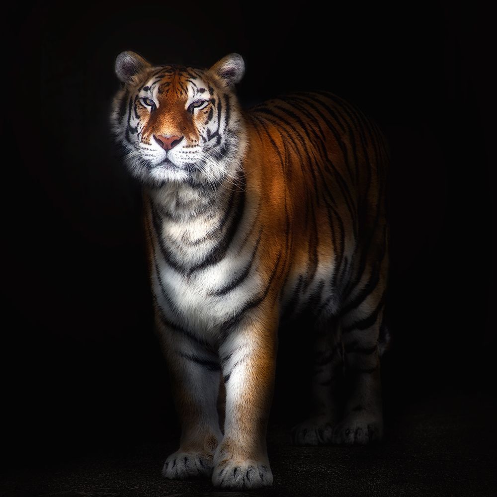 Tiger Portrait Ii art print by Santiago Pascual Buye for $57.95 CAD