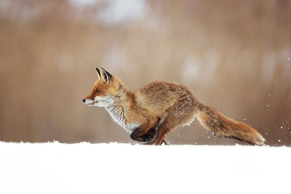 Red Fox art print by Milan Zygmunt for $57.95 CAD