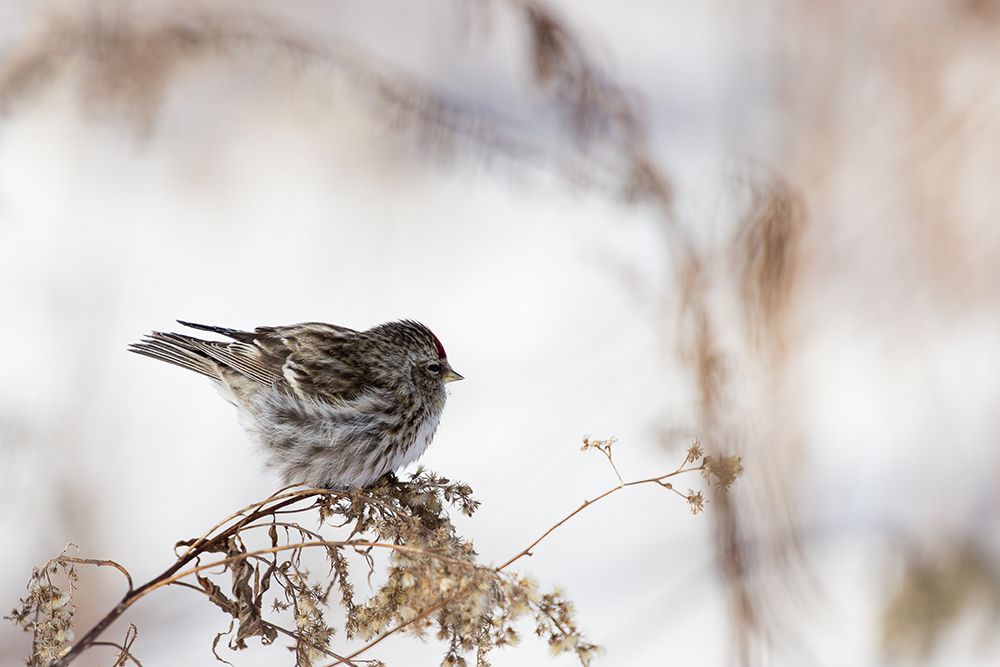 Sparrow art print by Dusan Ljubicic for $57.95 CAD