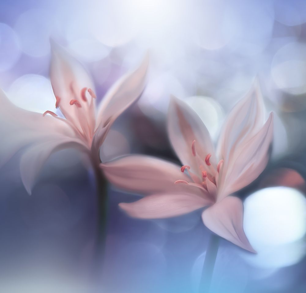 *-* art print by Juliana Nan for $57.95 CAD