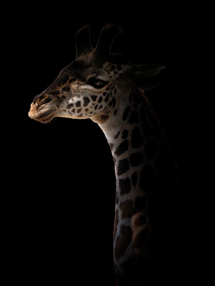 Untitled art print by Antonio Grambone for $57.95 CAD