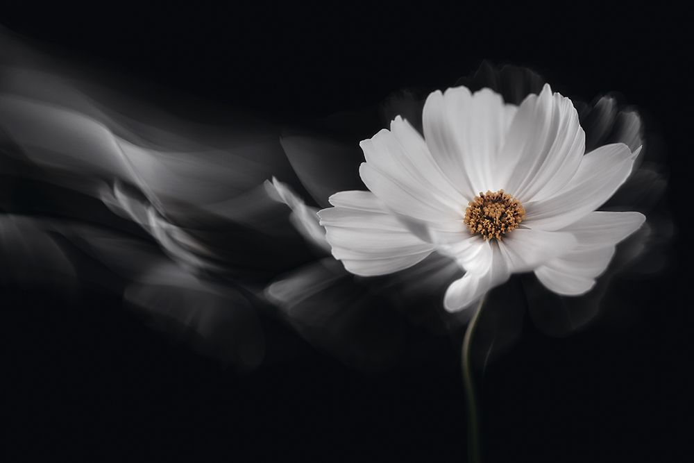 Symphony White art print by Inna Karpova for $57.95 CAD