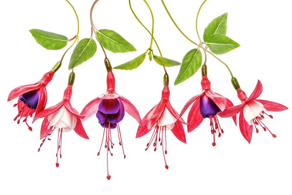 .Fuchsia. art print by Mandy Disher for $57.95 CAD