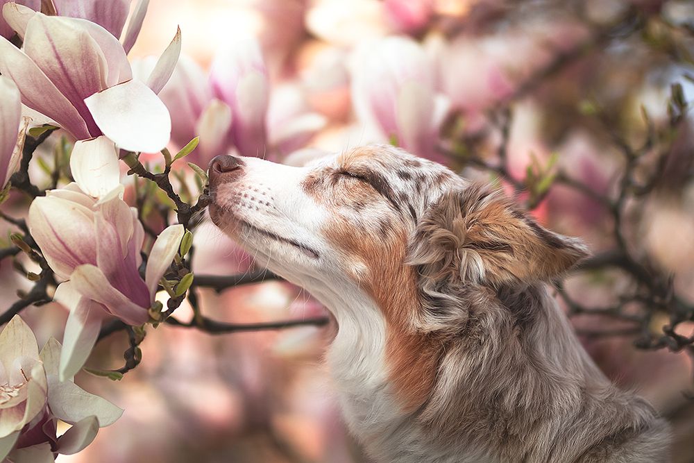Dawn Of Blossom art print by Ve Shandor for $57.95 CAD