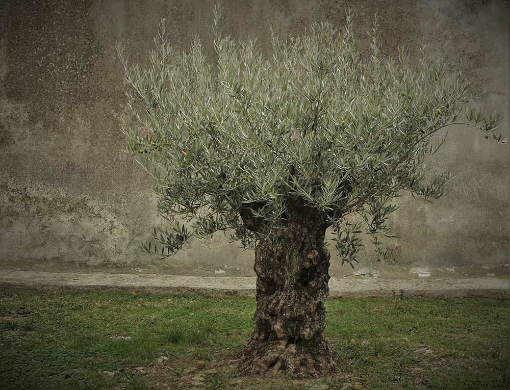 Olive art print by Irmawarth for $57.95 CAD