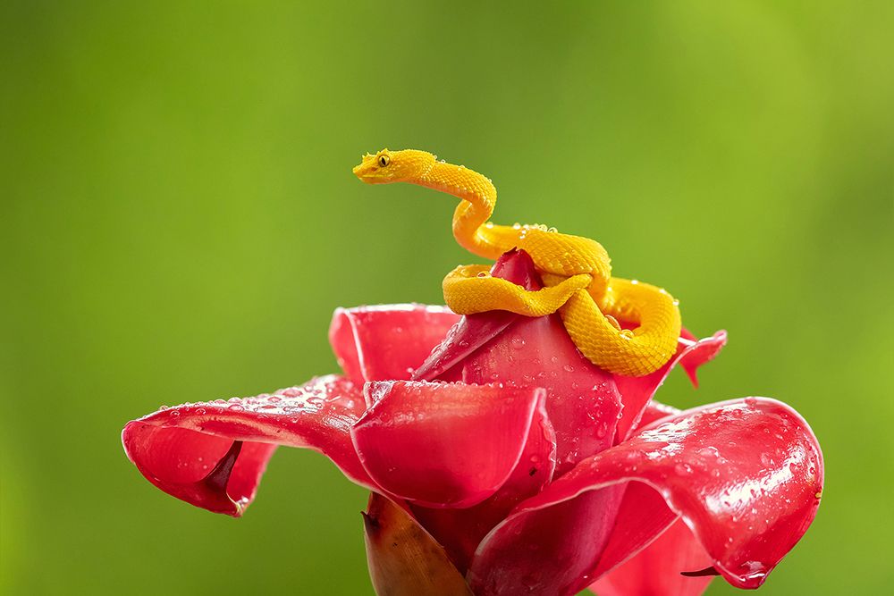 Eyelash Viper by Milan Zygmunt