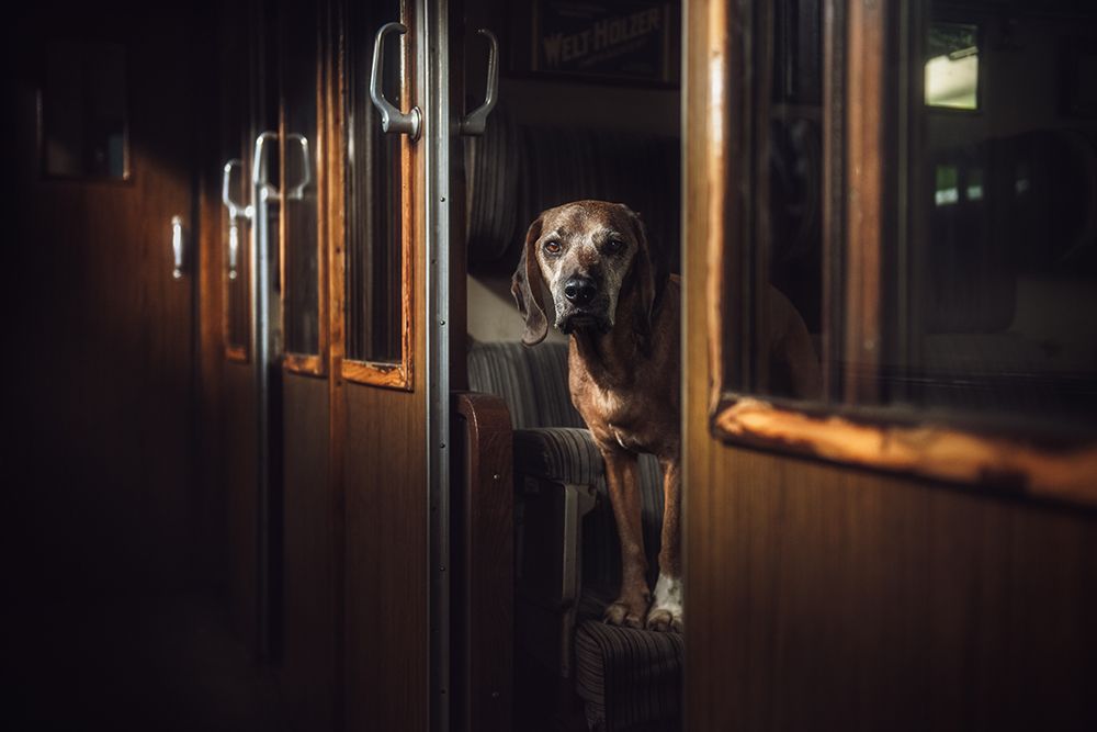 First Class art print by Heike Willers for $57.95 CAD