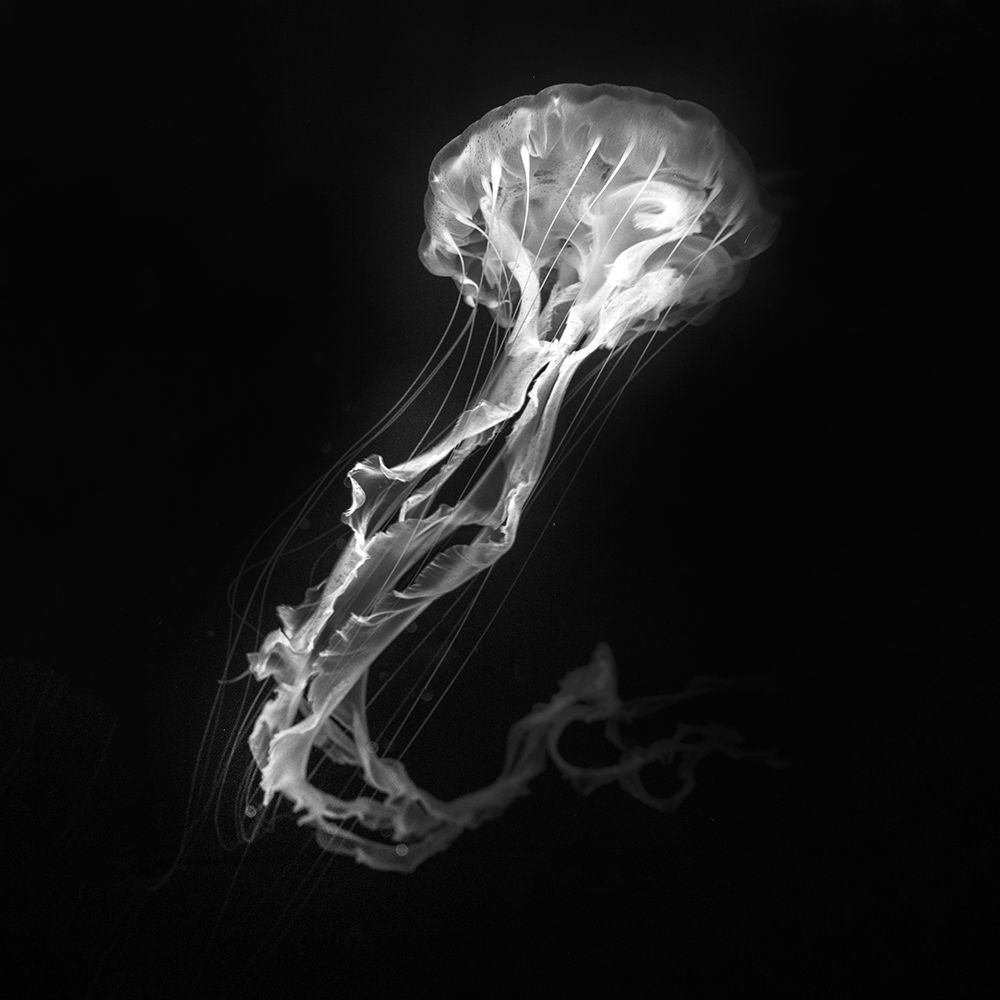 Jelly Fish Dance art print by Antonyus Bunjamin for $57.95 CAD