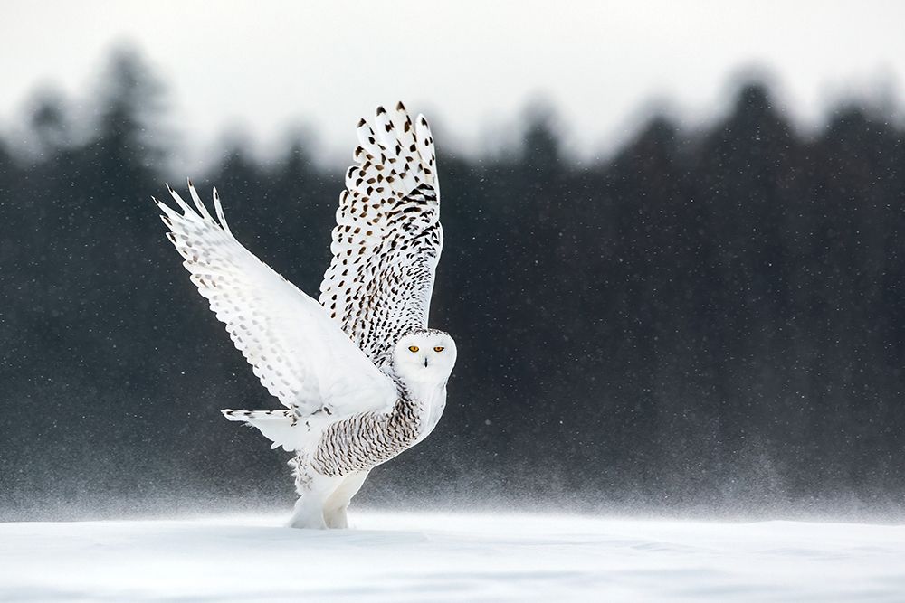Take Off art print by Alessandro Catta for $57.95 CAD