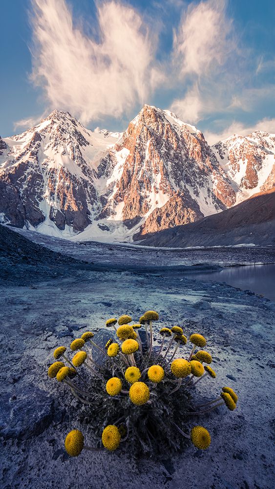 Yellow Alpine Bloom art print by Qiye for $57.95 CAD