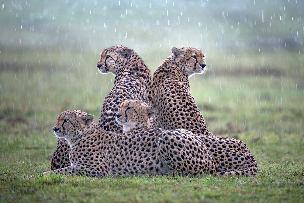 Cheetahs in the rain art print by Xavier Ortega for $57.95 CAD