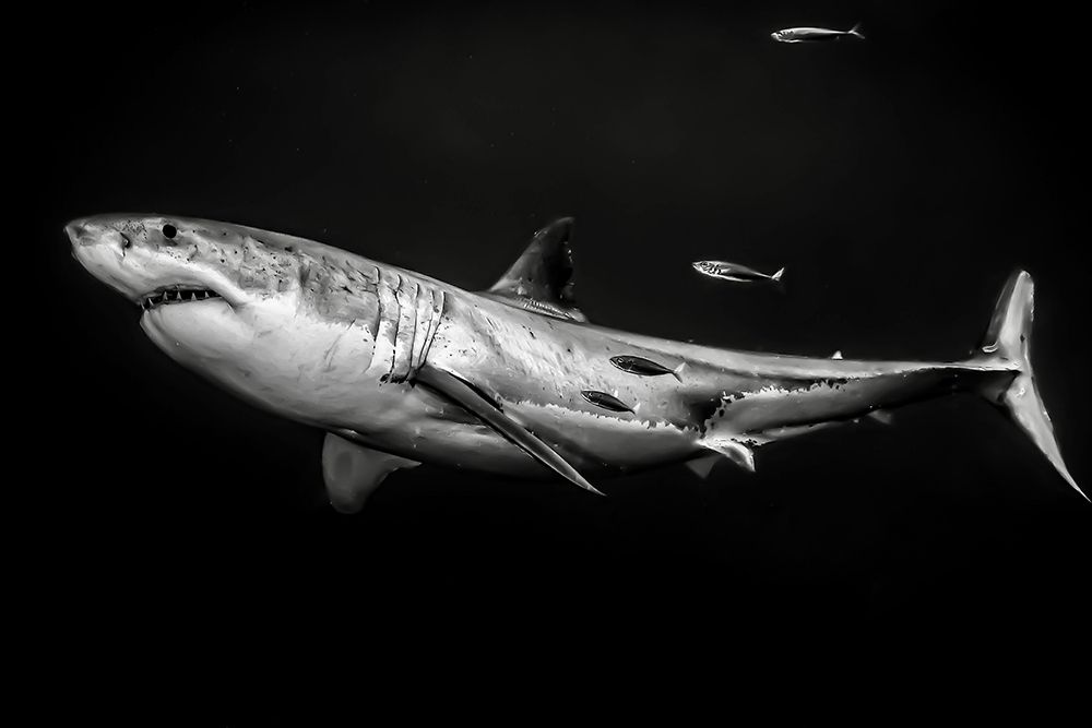 The great white shark art print by Serge Melesan for $57.95 CAD