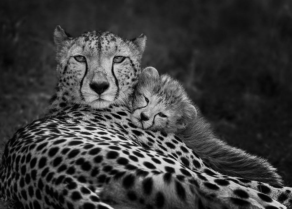 Peaceful moment art print by Annie Poreider for $57.95 CAD